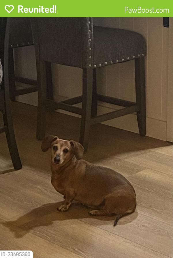 Reunited Female Dog last seen Tennis lane, Tracy, CA 95376