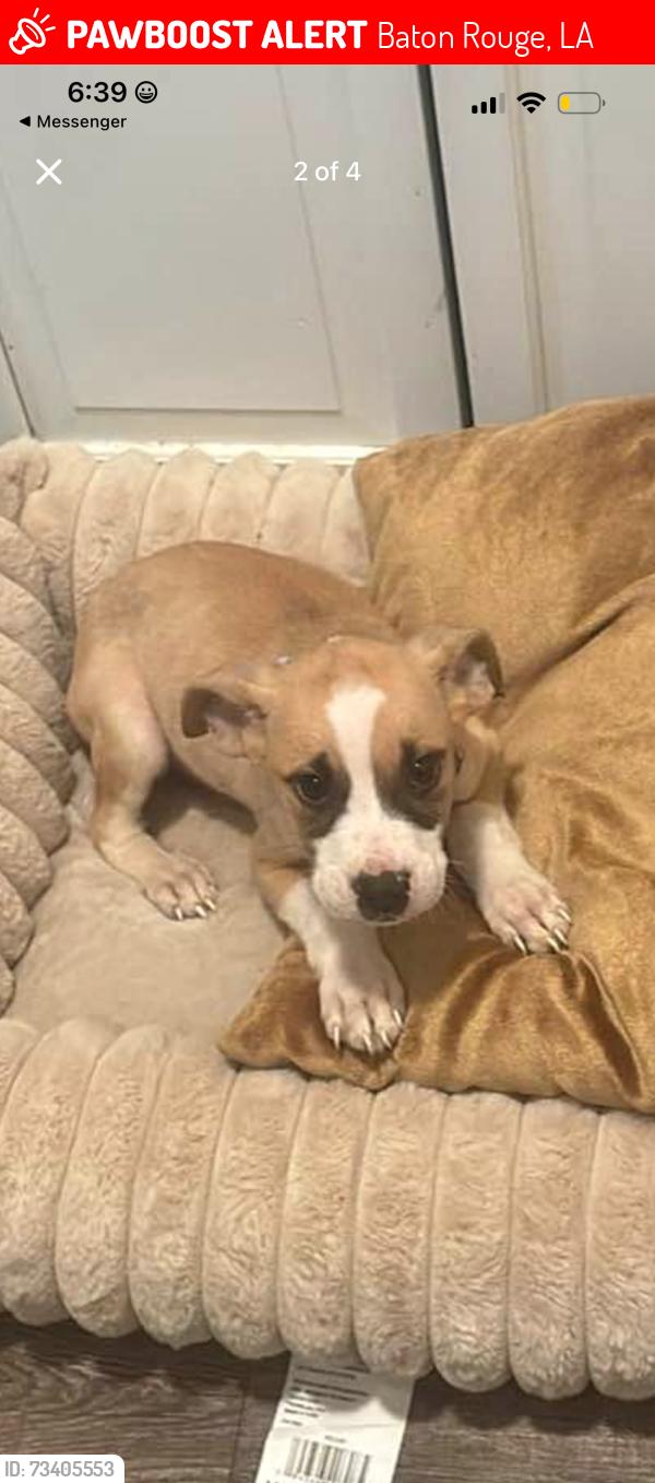 Lost Male Dog last seen Dominos pizza, Baton Rouge, LA 70816