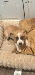 Lost Male Dog last seen Dominos pizza, Baton Rouge, LA 70816
