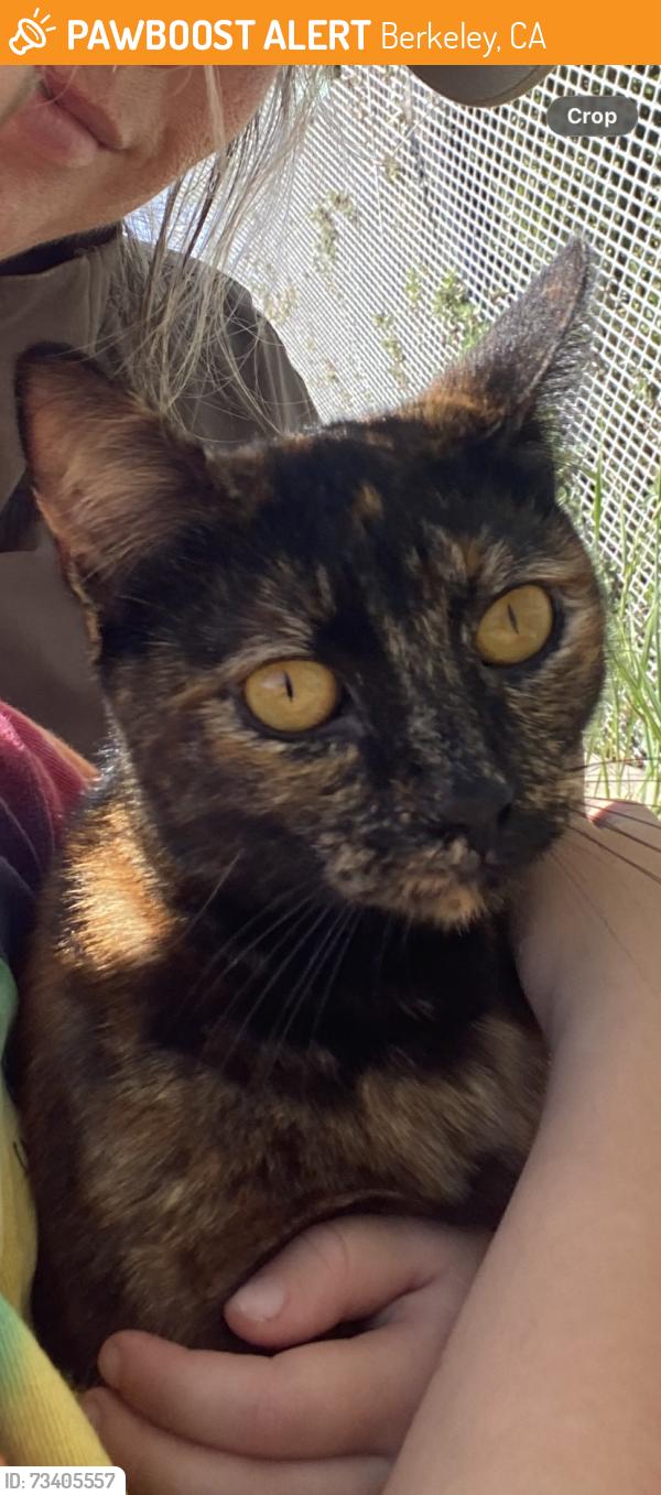 Found/Stray Female Cat last seen Second st Berkeley, Berkeley, CA 94705