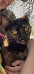 Found/Stray Female Cat last seen Second st Berkeley, Berkeley, CA 94705