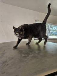Reunited Female Cat last seen Los Arboles Middle School, Reindollar Ave, Owen Ave, Marina, CA 93933