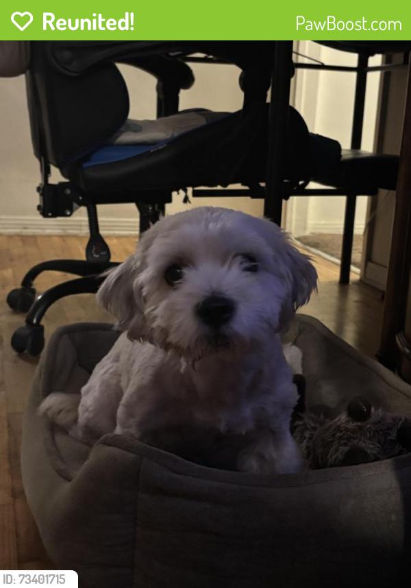 Reunited Male Dog last seen W first street and south hesperian, Santa Ana, CA 92703