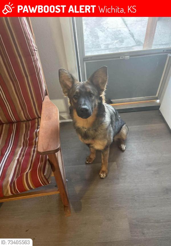 Lost Female Dog last seen Near N Hydraulic ave, Wichita, KS 67214