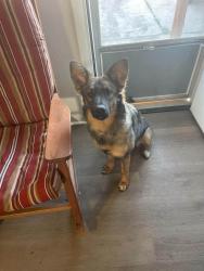 Lost Female Dog last seen Near N Hydraulic ave, Wichita, KS 67214