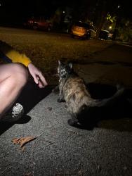 Found/Stray Unknown Cat last seen Loblaws on arbutus, Vancouver, BC V6K 2W2