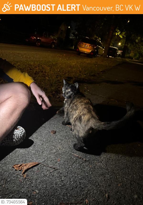 Found/Stray Unknown Cat last seen Loblaws on arbutus, Vancouver, BC V6K 2W2