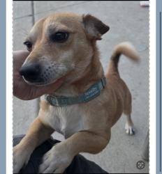 Lost Male Dog last seen Moreno Valley Redlands Boulevard area, Moreno Valley, CA 92555