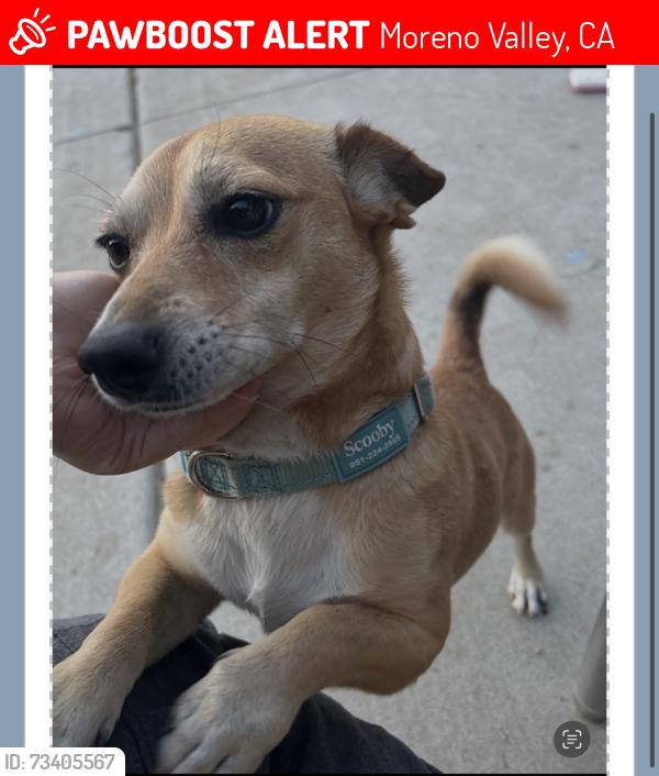 Lost Male Dog last seen Moreno Valley Redlands Boulevard area, Moreno Valley, CA 92555