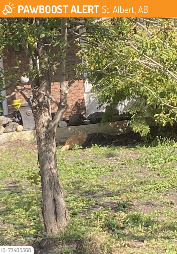 Found/Stray Unknown Cat last seen Lodgepole Crescent, Lacombe Park, Lockhart Drive, Bellerose High School, St. Albert, AB 