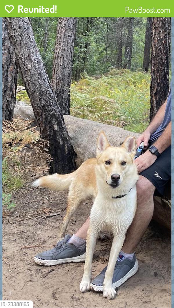 Reunited Male Dog last seen 113th and Tennessee, Avondale, AZ 85323
