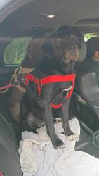 Lost Female Dog last seen Grosenbacher Rd, San Antonio, TX 78245