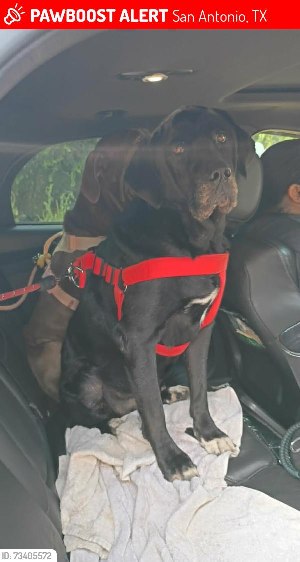 Lost Female Dog last seen Grosenbacher Rd, San Antonio, TX 78245