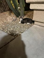 Found/Stray Female Cat last seen Cocopah and S. 156th Ln, Goodyear, AZ 85338