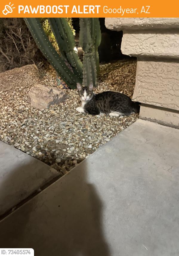 Found/Stray Female Cat last seen Cocopah and S. 156th Ln, Goodyear, AZ 85338