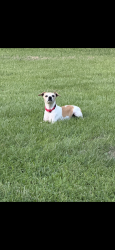 Lost Male Dog last seen Salisbury and 291., Independence, MO 64050
