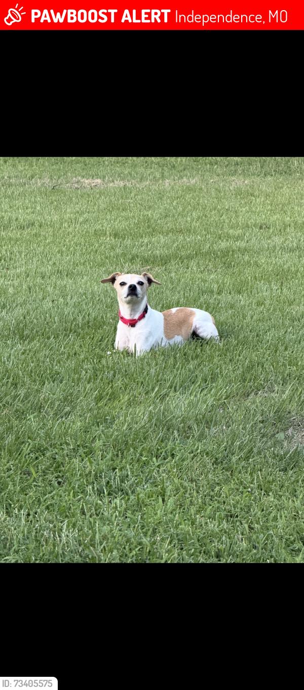 Lost Male Dog last seen Salisbury and 291., Independence, MO 64050