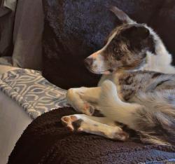 Lost Female Dog last seen Spain Rd Ne & Morris St. Ne, Albuquerque, NM 87111