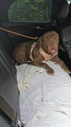 Lost Female Dog last seen Grosenbacher rd, San Antonio, TX 78245