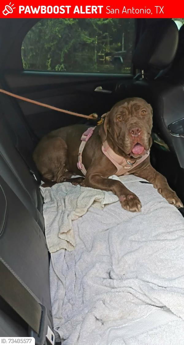 Lost Female Dog last seen Grosenbacher rd, San Antonio, TX 78245