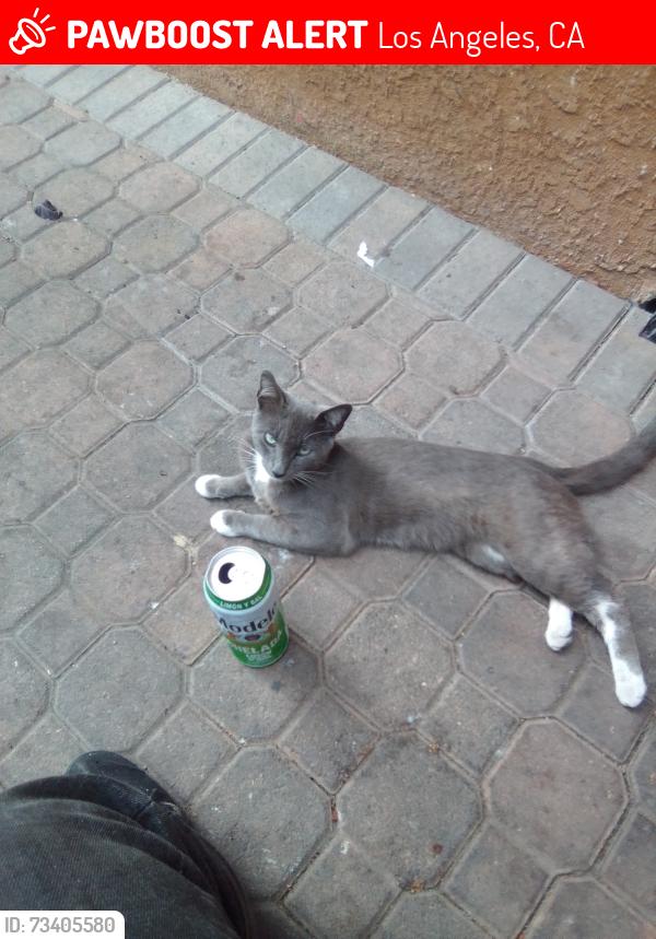 Lost Male Cat last seen Crenshaw 63rd, Los Angeles, CA 90043