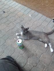 Lost Male Cat last seen Crenshaw 63rd, Los Angeles, CA 90043