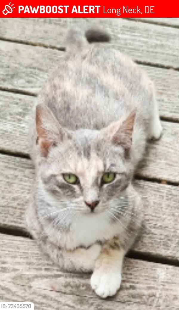 Lost Female Cat last seen Winds Way/Breakers/Village Way Streets, Long Neck, Delaware, Long Neck, DE 19966