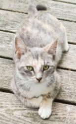 Lost Female Cat last seen Winds Way/Breakers/Village Way Streets, Long Neck, Delaware, Long Neck, DE 19966