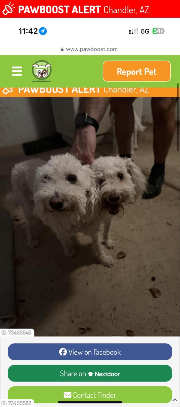 Lost Male Dog last seen Warner and Dobson, Chandler, AZ 85224