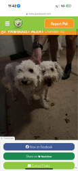 Lost Male Dog last seen Warner and Dobson, Chandler, AZ 85224