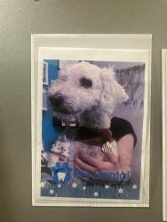 Reunited Male Dog last seen Dobson and Warner, Chandler, AZ 85224