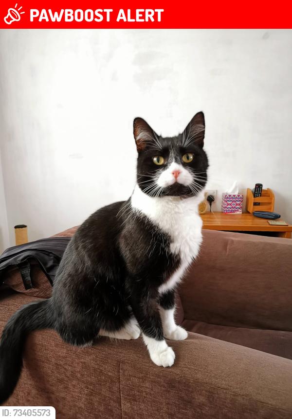 Lost Male Cat last seen Barclay Road, Norfolk, England NR7 9QR