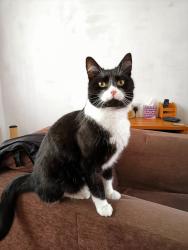 Lost Male Cat last seen Barclay Road, Norfolk, England NR7 9QR