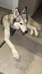 Found/Stray Male Dog last seen Gibson and mesa arrenoso, Albuquerque, NM 87121