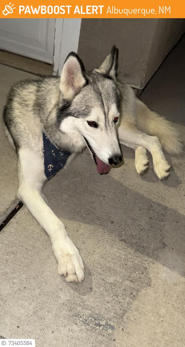 Found/Stray Male Dog last seen Gibson and mesa arrenoso, Albuquerque, NM 87121