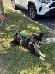 Reunited Male Dog last seen marine ave, Gardena, CA 90247