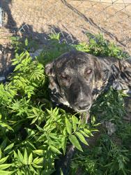 Reunited Female Dog last seen Larch St. and C Ave, Hesperia, CA 92345