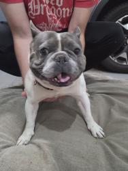 Reunited Male Dog last seen Near Glen Creek Rd NW, Salem, OR 97304, USA, Salem, OR 97304