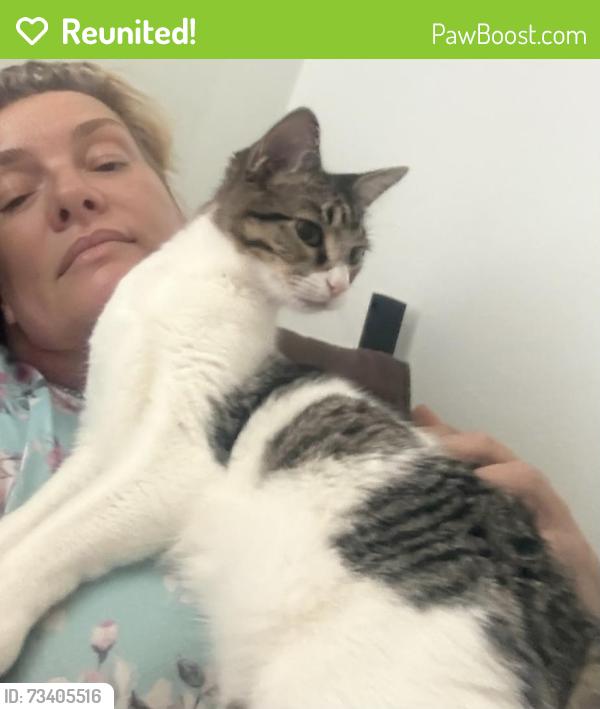 Reunited Female Cat last seen Summerlin and San Carlos, Lee County, FL 33908