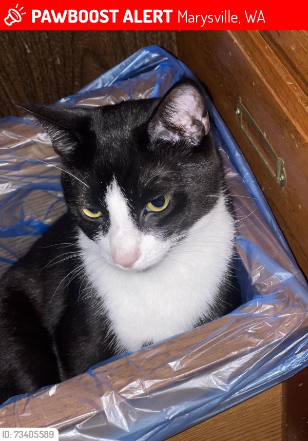 Lost Male Cat last seen Behind Winco & Ross 116th St NE, Marysville, WA 98271