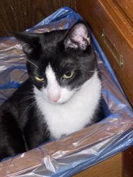 Lost Male Cat last seen Behind Winco & Ross 116th St NE, Marysville, WA 98271