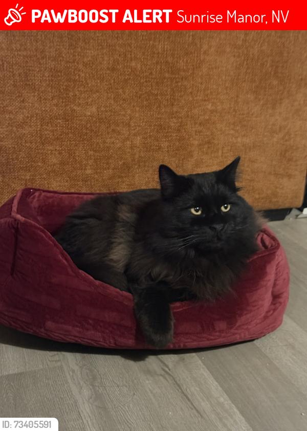 Lost Male Cat last seen Nellis and Lake Mead, Sunrise Manor, NV 89156