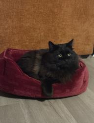 Lost Male Cat last seen Nellis and Lake Mead, Sunrise Manor, NV 89156