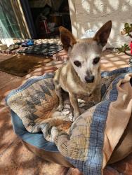 Found/Stray Male Dog last seen Pickford and Cunningham by Anthony elementary school, Westminster, CA 92683