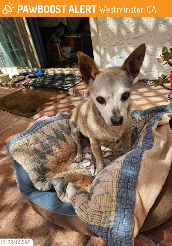 Found/Stray Male Dog last seen Pickford and Cunningham by Anthony elementary school, Westminster, CA 92683