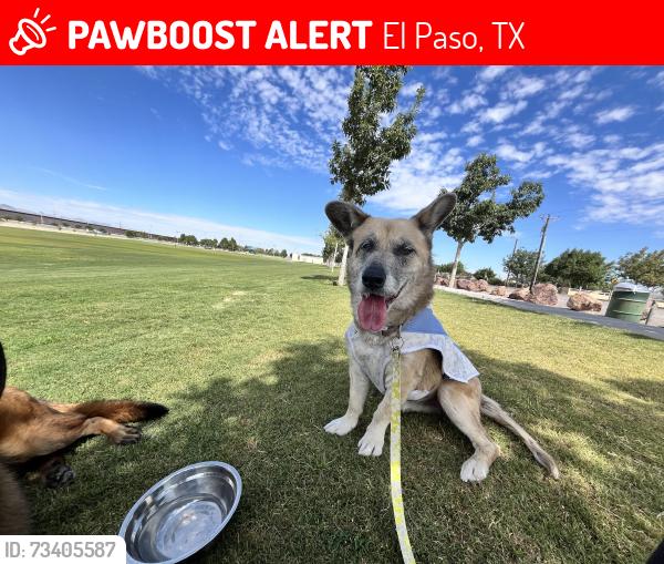 Lost Female Dog last seen Alameda Ave, Ysleta high school, El Paso, TX 79907