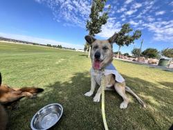 Lost Female Dog last seen Alameda Ave, Ysleta high school, El Paso, TX 79907