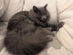 Lost Male Cat last seen Pilgrim and Quinta Rd/Nicholas, Greenwich, CT 10573