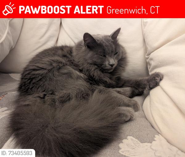 Lost Male Cat last seen Pilgrim and Quinta Rd/Nicholas, Greenwich, CT 10573