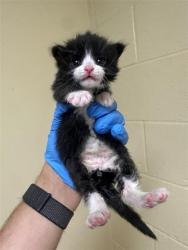 Shelter Stray Male Cat last seen VALLEY HI DR & WYNDHAM DR, 2127 Front St, Sacramento, CA 95818, USA
